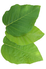 Obraz premium Dipterocarpus tuberculatus green leaves on a white background