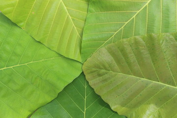 Green leaves pattern background, Natural background and wallpaper
