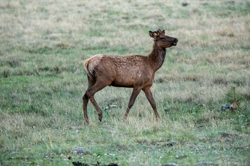 Naklejka na ściany i meble wild Elk in a field