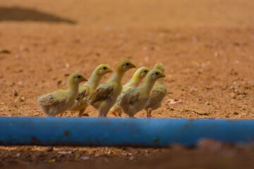 baby chicks