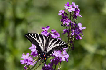 Naklejka na ściany i meble Eastern Tiger Swallowtail Butterfly on flowers