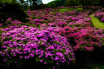 万年山のミヤマキリシマ