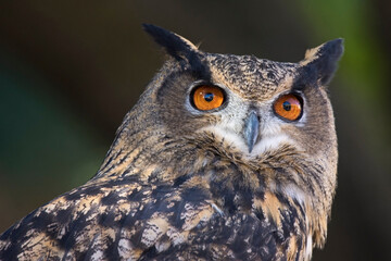 Eurasian Eagle-owl portrait looking up
