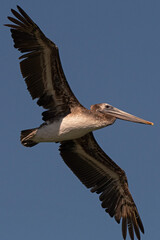 A brown pelican in flight