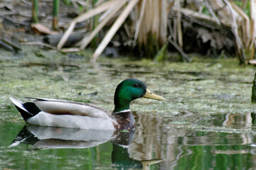 Male Mallard Swims in the Marsh