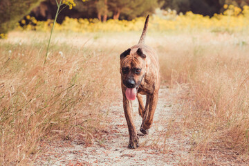 portrait of spanish alano dog running in the field. prey dog. selective focus.