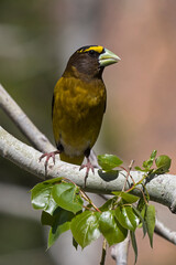 Evening Grosbeak male perched on a tree branch