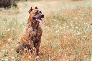 portrait of spanish alano dog laying in the field. prey dog.