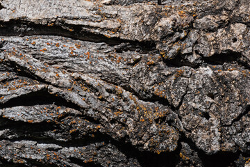 bark of a fallen tree