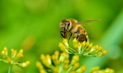 A Honey bee (Apis mellifera) feeds on tiny florets of fennel.  Her reddish tongue is extended into the yellow flower to draw up its nectar.  Closeup.  Copy space.