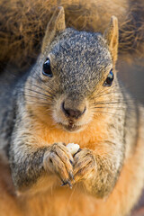 Foxsquirrel eating nuts portrait