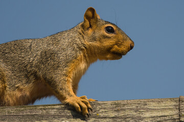 Fox squirrel on the fence
