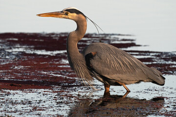 Great Blue Heron at Dusk in Solano County