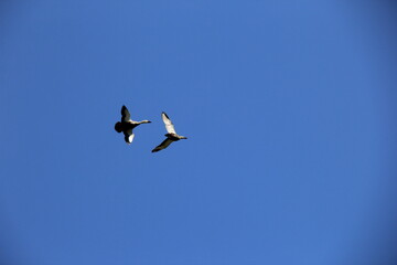雲一つ無い青空を飛ぶカルガモ２羽