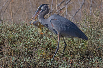 Great blue heron with fresh catch of a common carp