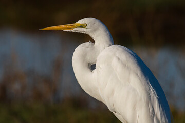 Great Egret Portrait