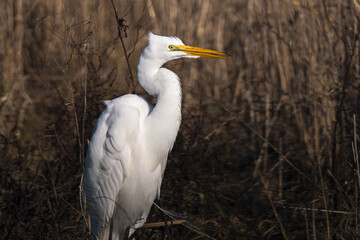 Great egret side portrait
