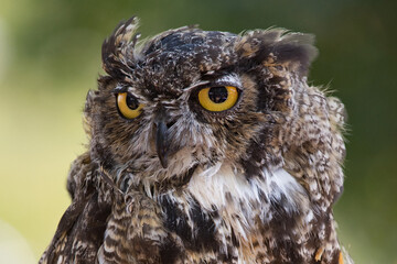 Great Horned Owl Portrait