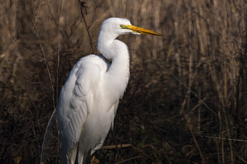 Great egret with tongue out