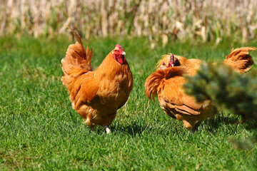 An image of free range chickens wandering around in the green grass of a country farmyard. 
