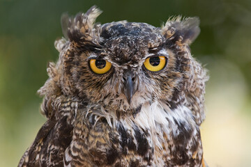 Great Horned Owl Portrait
