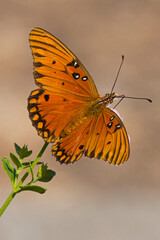 Gulf fritillary butterfly on yellow flower