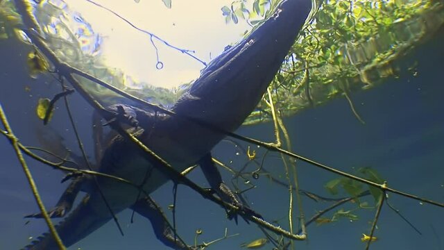 Crocodile resting at the surface being approached from underneath in crystal clear water
