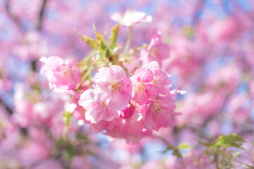 Fototapeta premium Beautiful cherry blossoms