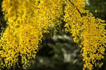 Yellow flowers hanging from tree