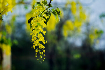 Yellow flowers hanging from tree