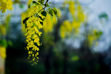 Yellow flowers hanging from tree