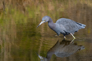 Little blue heron hunting in a pond