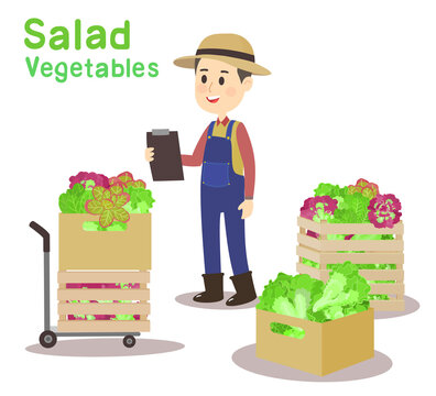 Farmer and Salad Hydroponic Vegetable in Basket 