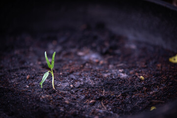 Close up baby morning glory plant.Young morning glory