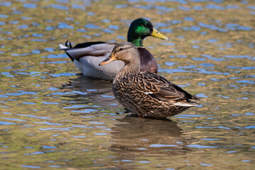 Mallard Female duck near the shore in the water