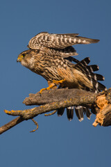 Merlin stretching wings and legs
