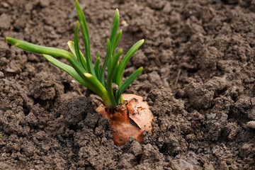 Close up of growing onion in garden. Blooming onion in ground. Concept of space for your text.