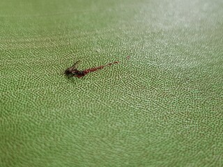 ant on green leaf