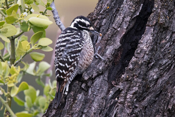 Nuttall's Adult female woodpecker with an insect