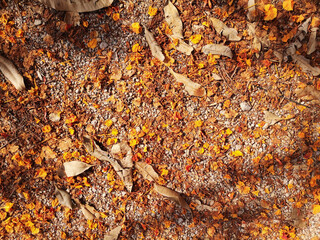 The flame tree and the leaves fell on the gravel surface in the background texture.