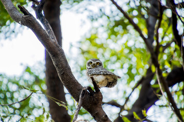 Spotted owlet on a tree 