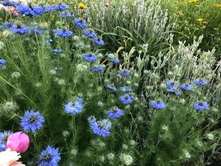 flowers in the meadow