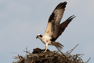 Osprey male lands on nest prior to mating