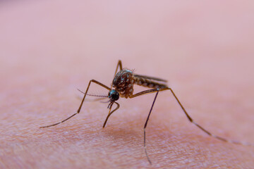 Close-up of Striped mosquitoes are eating blood on human skin.