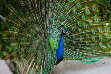 A beautiful  peacock with spread out tail