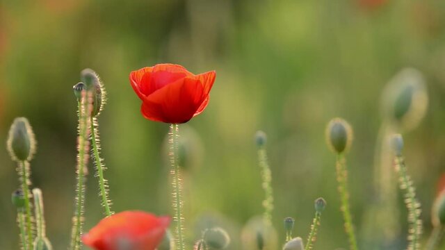 Beautiful poppies swaying slowly in sunset.
This sunshine make peaceful us.
Swaying red petal is so beautiful.