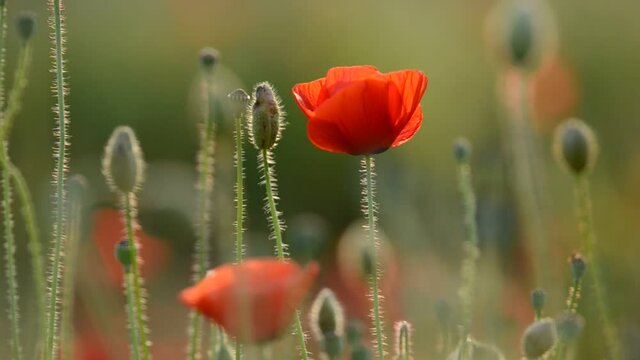Beautiful poppies swaying slowly in sunset.
This sunshine make peaceful us.
Swaying red petal is so beautiful.
The flying bee is beautiful.