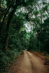 Fototapeta premium Estrada rural na verde mata atlântica
