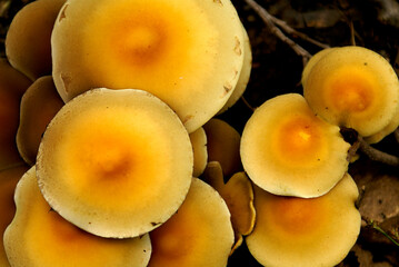 Naklejka na ściany i meble Wild yellow Mushrooms close up detail in a small group 
