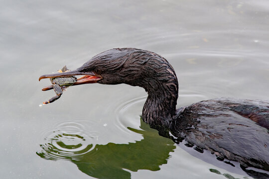 Pelagic cormorant with a crab meal in the water